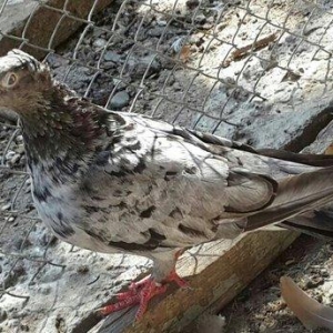 EBRES .Maya kekili on yedi. Erkey on bes erkeyin basinda birez eyriliq