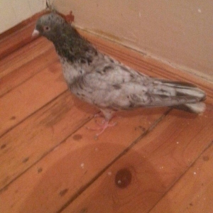 EBRES .Maya kekili on yedi. Erkey on bes erkeyin basinda birez eyriliq