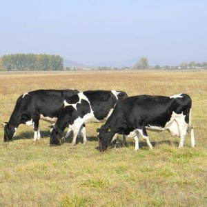 Holstein-fríz cinsindən (almaniayadan gətiriliblər) inəklər satılır.