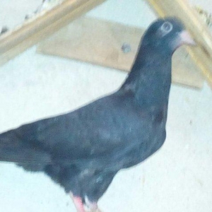 kitayski çayka tek 12-azn  paqonnu çillər  razilaşma yoluyla satilir 0