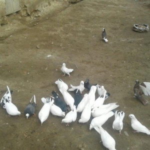 goyercinler Goranboy rayon Baxcakurd kendindedi wekilde gorduyunuz kim