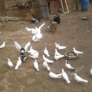 goyercinler Goranboy rayon Baxcakurd kendindedi wekilde gorduyunuz kim