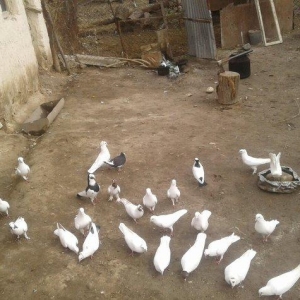 goyercinler Goranboy rayon Baxcakurd kendindedi wekilde gorduyunuz kim