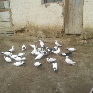 goyercinler Goranboy rayon Baxcakurd kendindedi wekilde gorduyunuz kim