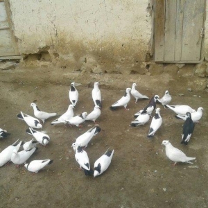 goyercinler Goranboy rayon Baxcakurd kendindedi wekilde gorduyunuz kim