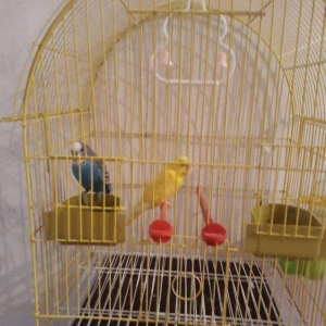 Iki papuqay biri erkek biri dishi. Hec gormediyiniz qeder gozel 2