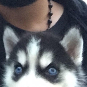 Salam temiz xaski balaları satlır 45 günlük qurd dermanı verlib 1 ci p