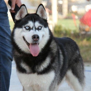Salam temiz xaski balaları satlır 45 günlük qurd dermanı verlib 1 ci p
