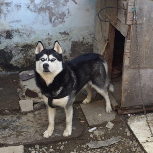 Salam temiz xaski balaları satlır 45 günlük qurd dermanı verlib 1 ci p