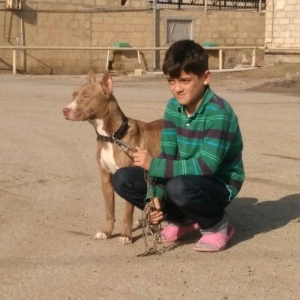 Pitbull Red Nose satlir 1 yas 7 ayligdir bir qarin bala verib birinci