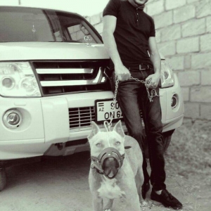 Pitbull Red Nose satlir 1 yas 7 ayligdir bir qarin bala verib birinci