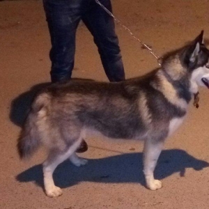 Salam. Tam saglam 8 ayliq  erkek xaski. Kim istese ite gorusub baxada