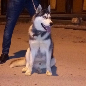 Salam. Tam saglam 8 ayliq  erkek xaski. Kim istese ite gorusub baxada