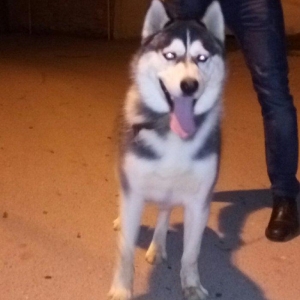 Salam. Tam saglam 8 ayliq  erkek xaski. Kim istese ite gorusub baxada