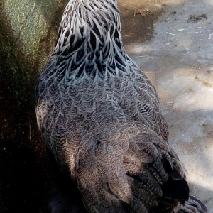 brama qold brama dark mayali yumurtalar 1eded 3azn  yumurta coxdu razi