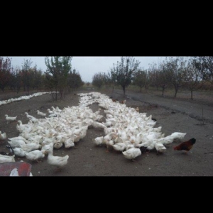 Rusiya və Ukraynadan gətirilmiş Pekin ördeklerinin yumurta və balanın