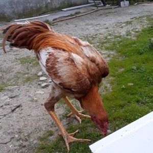 7 ayi teze tamam oldu 8 e kecdi heyvan baresinde nese yazmaga ehtiyac