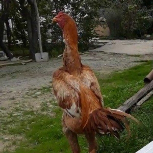 7 ayi teze tamam oldu 8 e kecdi heyvan baresinde nese yazmaga ehtiyac