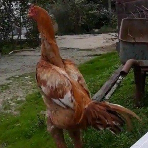 7 ayi teze tamam oldu 8 e kecdi heyvan baresinde nese yazmaga ehtiyac