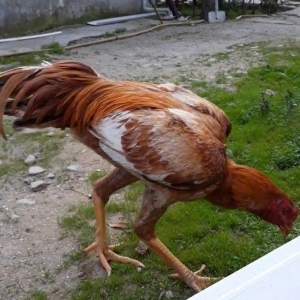 7 ayi teze tamam oldu 8 e kecdi heyvan baresinde nese yazmaga ehtiyac