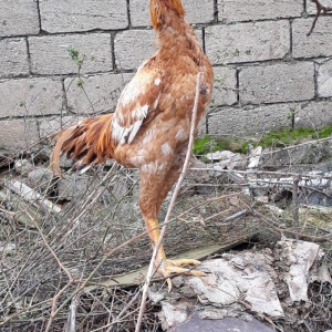 7 ayi teze tamam oldu 8 e kecdi heyvan baresinde nese yazmaga ehtiyac