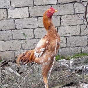 7 ayi teze tamam oldu 8 e kecdi heyvan baresinde nese yazmaga ehtiyac