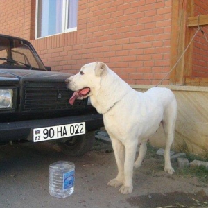 Ищу самого крупного самца Алабая для спаривания от 11-го до 13