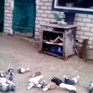 ag quyruglar var 20 dene goyler birde qaralar hamlsl bir yerde satllr