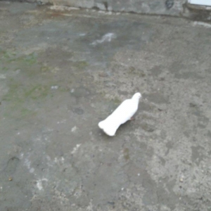 ag quyruglar var 20 dene goylerdi qaralardl temiz ag quyruglar hamlsl