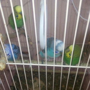 4 eded papuqay..2 fere,2 xoruz.2 si o biri cutun balalaridi.