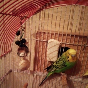 Зелёный попугай мальчик 1 год. без лапки. Не смотря на то что нет лапы