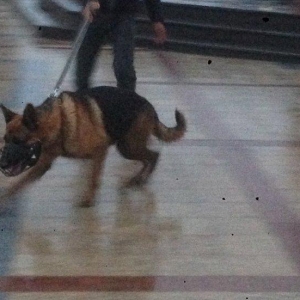 Kimde diwi varsa cut vura bilerem afcarkadi  nenka it zad isdemirem 50