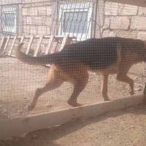 Kimde diwi varsa cut vura bilerem afcarkadi  nenka it zad isdemirem 50