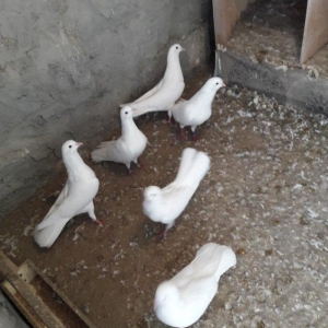 Ağ uzun quşlardı xaç quyruqdu 3 saat uçmaqları var 17 tükdü 9 dənəsin