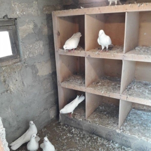 Ağ uzun quşlardı xaç quyruqdu 3 saat uçmaqları var 17 tükdü 9 dənəsin