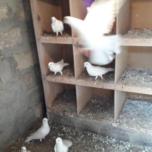 Ağ uzun quşlardı xaç quyruqdu 3 saat uçmaqları var 17 tükdü 9 dənəsin