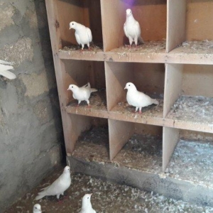 Ağ uzun quşlardı xaç quyruqdu 3 saat uçmaqları var 17 tükdü 9 dənəsin