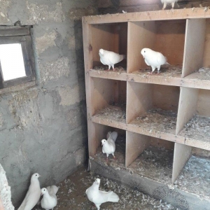 Ağ uzun quşlardı xaç quyruqdu 3 saat uçmaqları var 17 tükdü 9 dənəsin