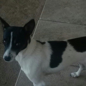 cek itlerdi ikiside diwidir heyeti qoruyan itlerdi adamcildi cox oldug