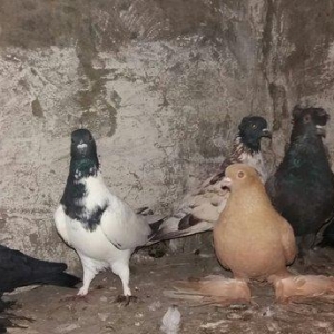 1 cut qarabas 1 cut ozbek qusu 1 cut lelekliler 3 cutu 1 alana 200 azn