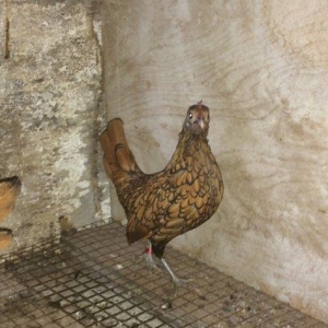 salam bir cut zibrit satilir 150 manat.veya elektron inkubatorla