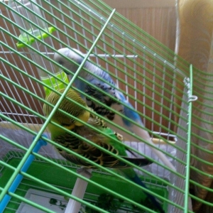 altinda dord yumurtasi var. qefesle satilir evde saxlanan quwlardi. ir