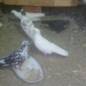 Salam 2i ag 1dosu cil 1de qarabas erkey 4du de tutulmadi 4 u 25 azn xa