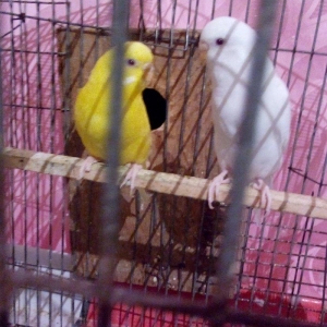 ikiside erkeydi . gorunduyu kimi biri tam sari biride tam agdi hec bir