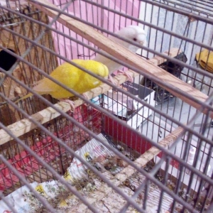 ikiside erkeydi . gorunduyu kimi biri tam sari biride tam agdi hec bir