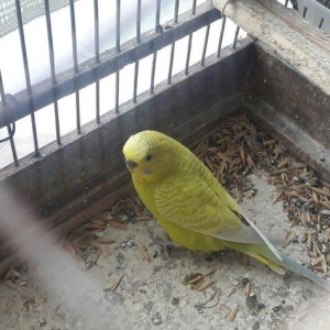 erkək və dişi məhəbbət quşları.Qəfəsləri tam yığılmadır yuvaları ilə b