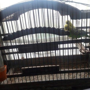 erkək və dişi məhəbbət quşları.Qəfəsləri tam yığılmadır yuvaları ilə b