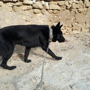 yevrapeyka 1illiydi dil bilir. erkeydi .iyneleri vurub tam saglamdir r