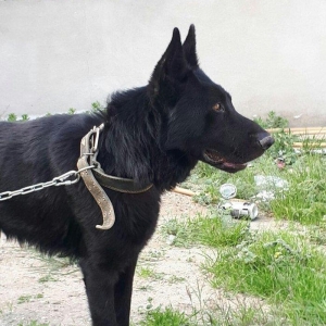 yevrapeyka 1illiydi dil bilir. erkeydi .iyneleri vurub tam saglamdir r