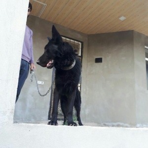 yevrapeyka 1illiydi dil bilir. erkeydi .iyneleri vurub tam saglamdir r